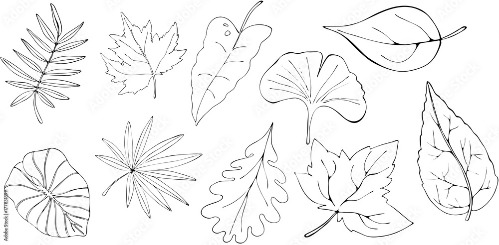 Vector line leaves set on white Vector line leaves set on white