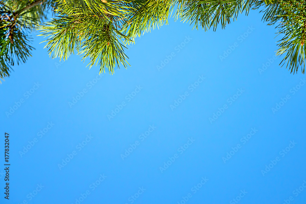 Pine branch on a background of blue sky. Selective focus Pine branch on a background of blue sky. Selective focus