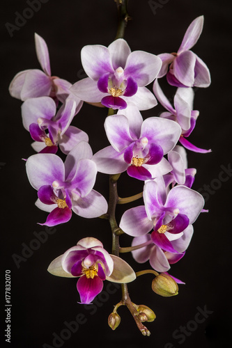 Orchideenbl  ten