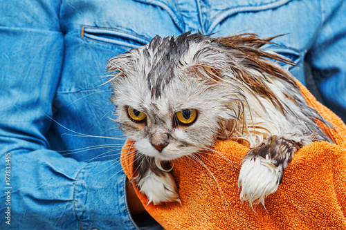 Wallpaper Mural Just washed angry cat Torontodigital.ca