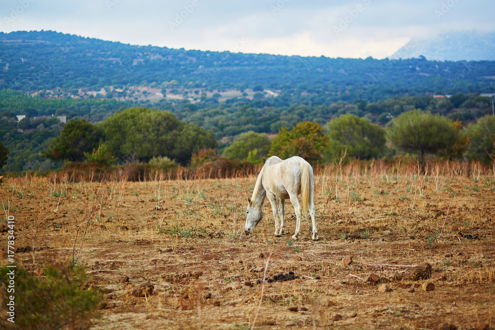 Naklejka premium White horse on pasture in Sardinia