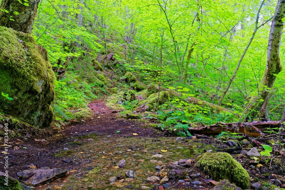 Fototapeta premium Stream on the Diablo Lake trail in North Cascades