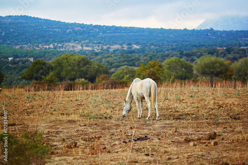 White horse on pasture in Sardinia