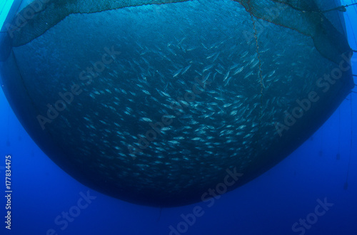 Sea fish farm. Cages for fish farming dorado and seabass.Underwater view.