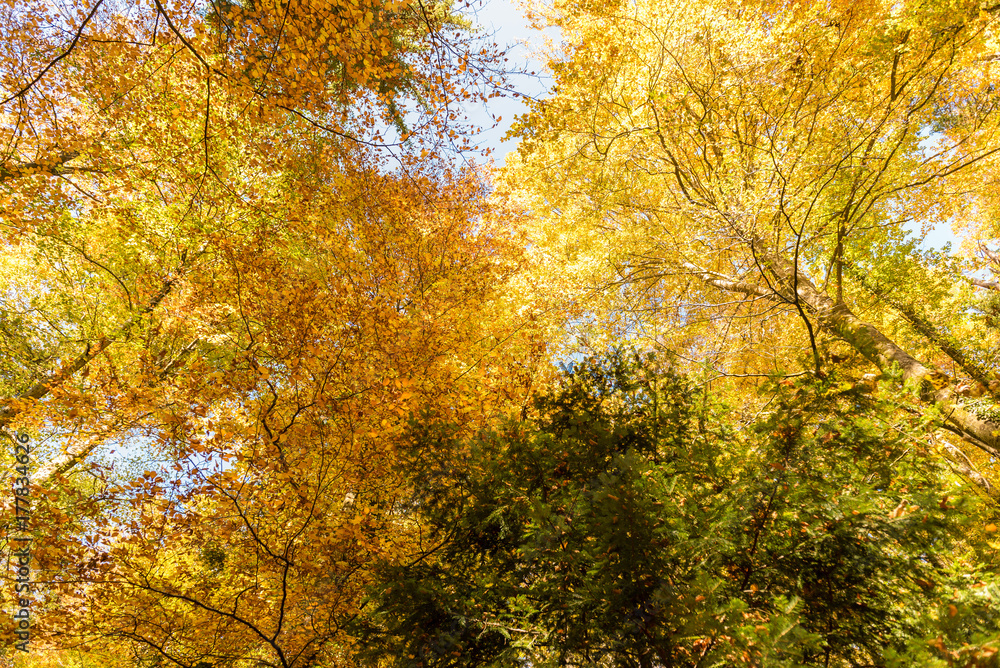Obraz premium Blick in die Bäume