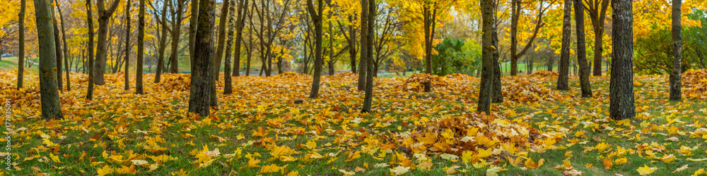 panorama of the autumn city park. fallen yellow leaves under the trees on the grass panorama of the autumn city park. fallen yellow leaves under the trees on the grass