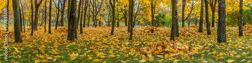 panorama of the autumn city park. fallen yellow leaves under the trees on the grass