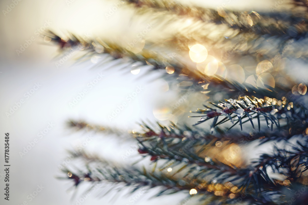 Sparkling ice drops on fir-tree branches.