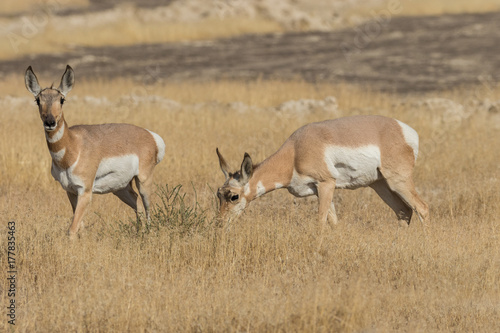 Pronghorn Antelope Does