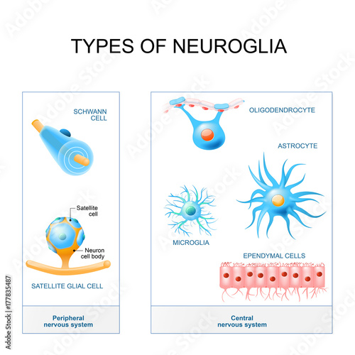 types of neuroglia.