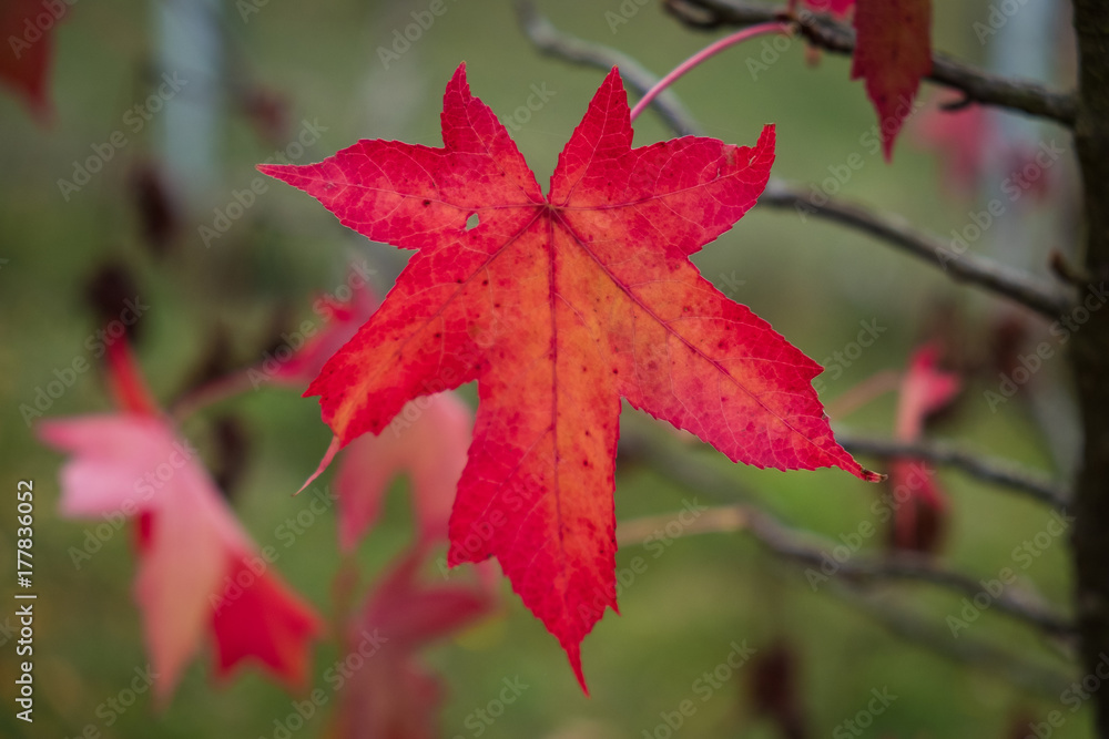 American sweet-gum tree red autumn leaf closeup. Liquidambar styraciflua American sweet-gum tree red autumn leaf closeup. Liquidambar styraciflua