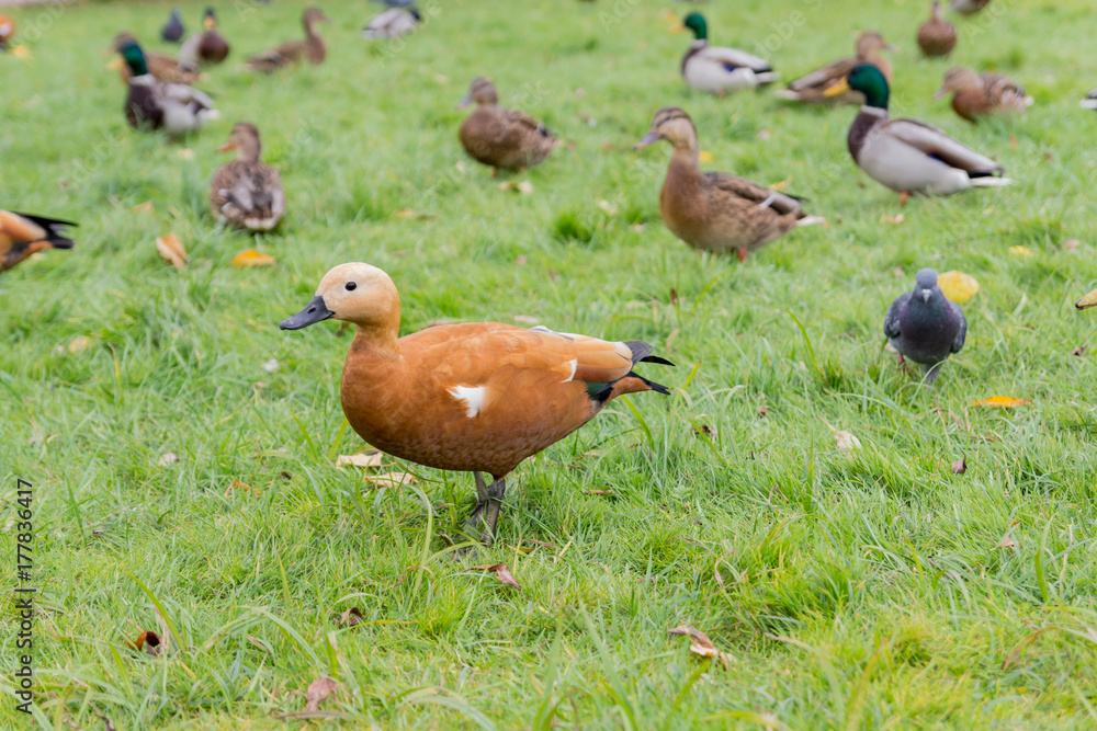 Ducks from Reserve Tsaritsyno, Moscow Ducks from Reserve Tsaritsyno, Moscow