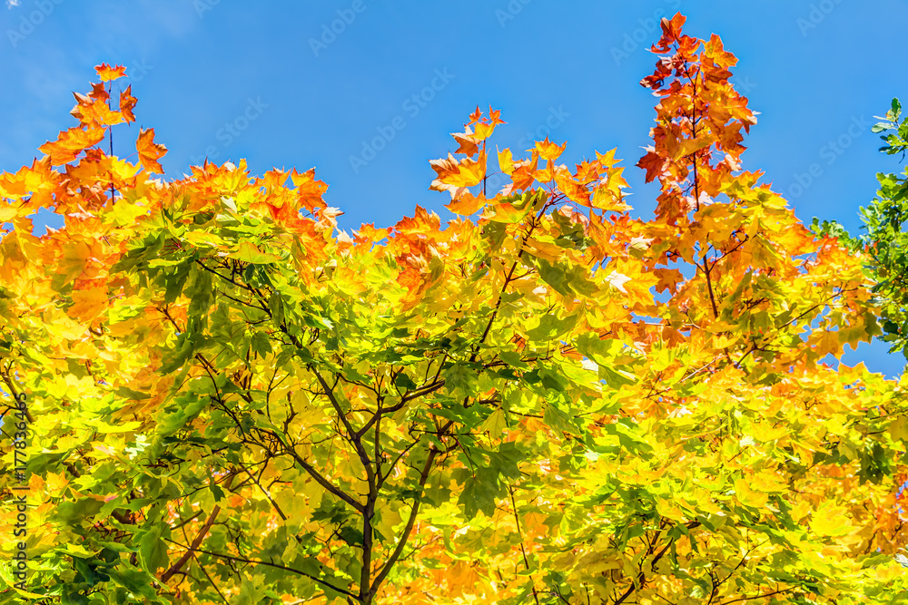 Fototapeta premium Colorful leafes in an autumn forest scenery