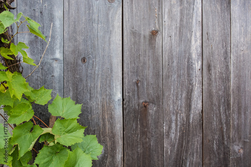 Weathered timber planks with green grape vine leaves background