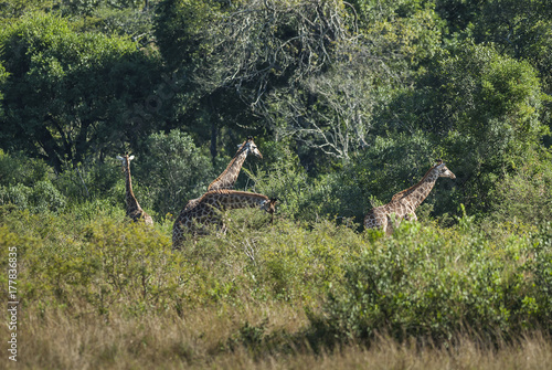 Giraffe South Africa