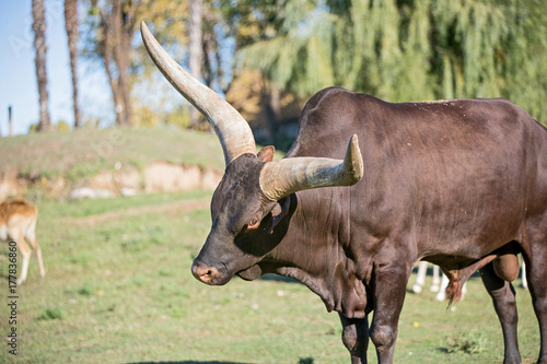 Bue dei Watussi, Bos taurus, grande corna. mucca con corna gigante photo