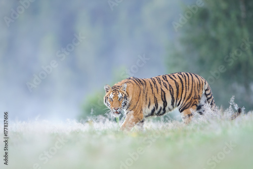 Staring siberian tiger