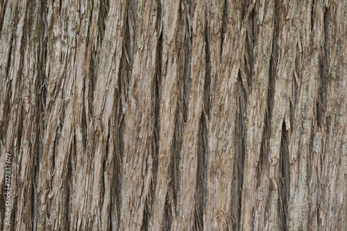 Close up texture of Cypress tree bark