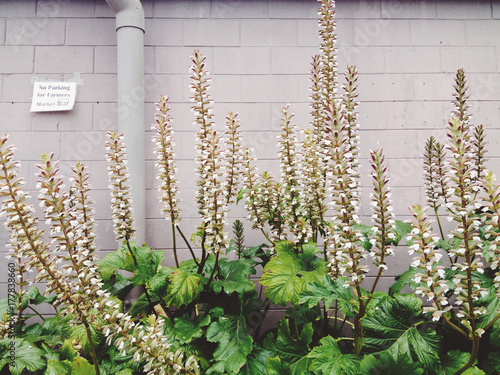 acanthus in front of wall
