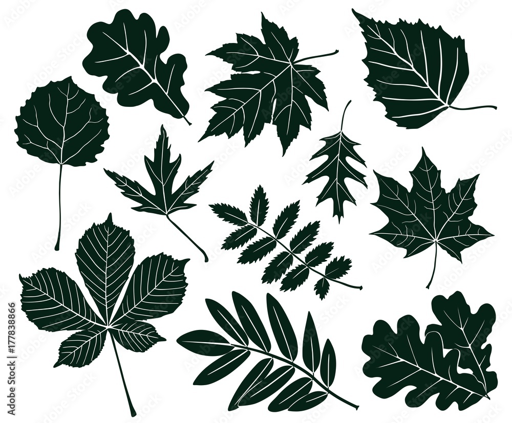 Set of dark silhouettes of leaves of various shapes. Vector illustration