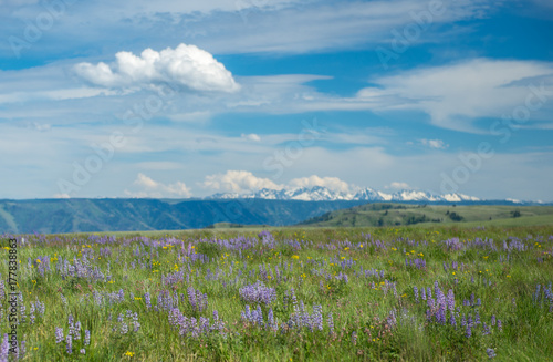 Blooming blue Lupines in a meadow with blue sky and the Seven Devils Mountains in the distance