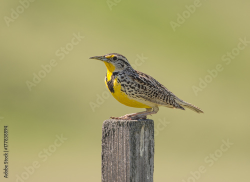 Western Meadowlark (Sturnella neglecta) perched on a weathered wooden post against a soft green background