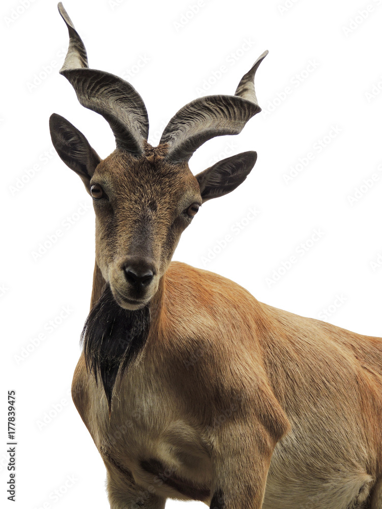 An expressive young markhor, Capra falconeri. The goat is standing with