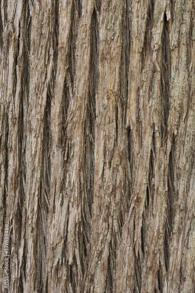 Close up texture of Cypress tree bark Close up texture of Cypress tree bark