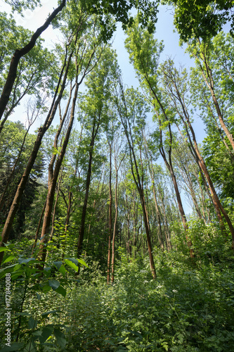 Tall trees at a verdant and lush forest at Divoka Sarka on a sunny day in the summer. It s a nature reserve on the outskirts of Prague in Czech Republic.