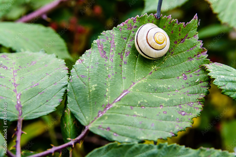 A garden banded snail with a pearly white coiled shell waiting for the rain on a bramble leaf. A garden banded snail with a pearly white coiled shell waiting for the rain on a bramble leaf.