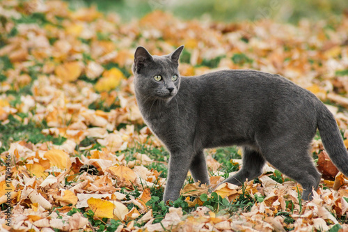 Russian blue cat outdoors in autumn nature photo