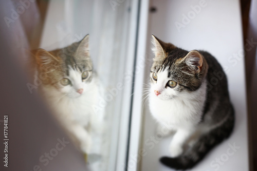 Cat looking out window © Alexandr
