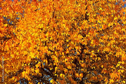 Autum tree color leaves for autumnal background.
