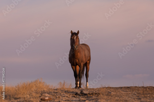 Majestic Wild Horse © natureguy