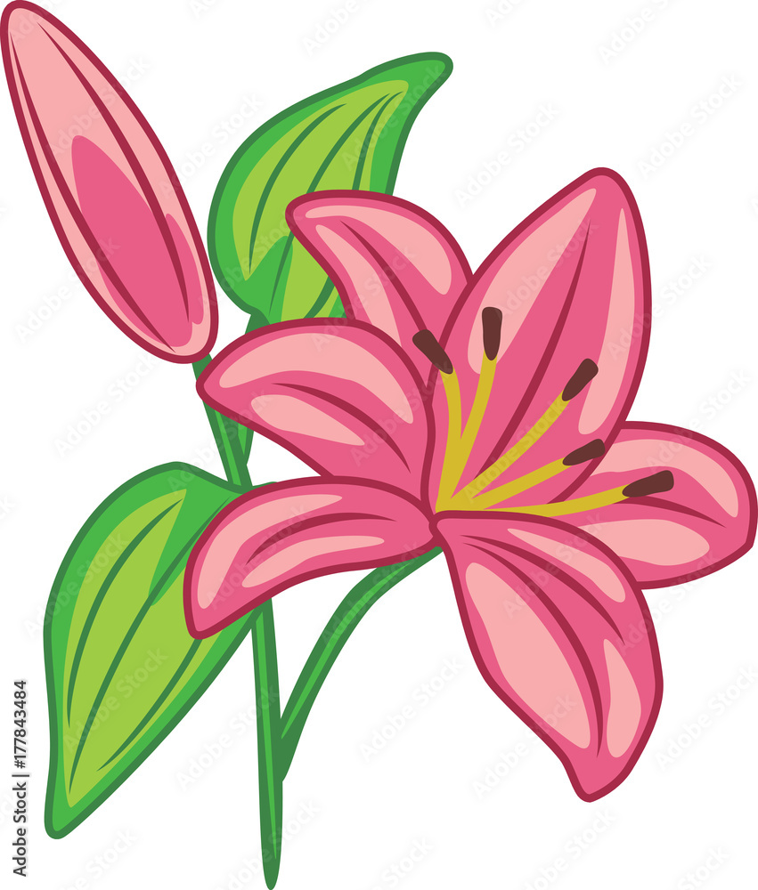 Flowering pink lily Flowering pink lily