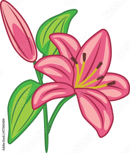 Flowering pink lily