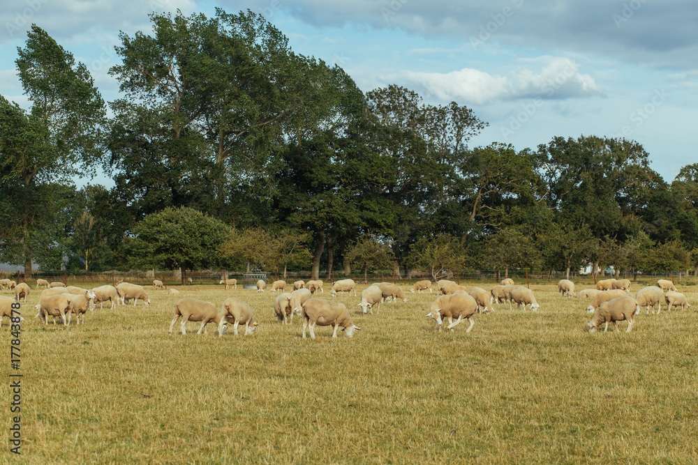 Naklejka premium Herd of sheep grazing on a grassy field on a sunny day in Normandy, France. Sheep breeding, industrial agriculture concept. Summer countryside landscape, pastureland for domesticated livestock