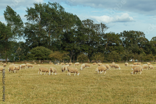 Herd of sheep grazing on a grassy field on a sunny day in Normandy  France. Sheep breeding  industrial agriculture concept. Summer countryside landscape  pastureland for domesticated livestock