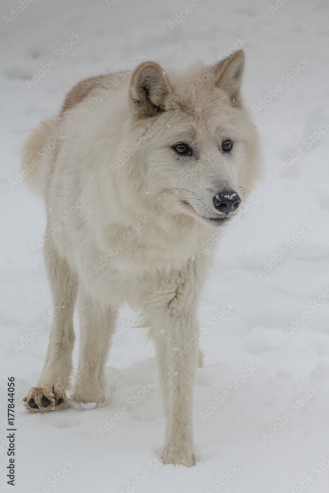 Obraz premium Arctic Wolf
