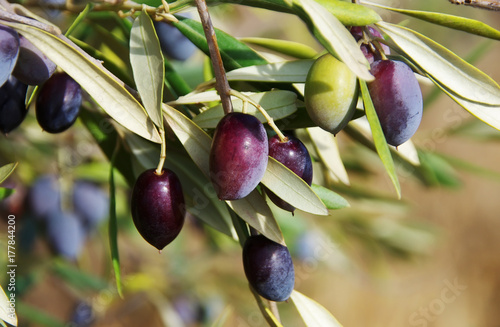 ripe olives on the branch of olive tree