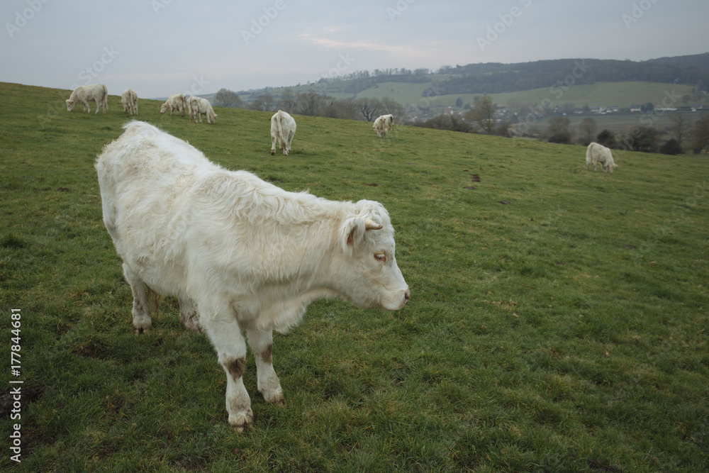 Obraz premium Cows grazing on a field. Normandy, France. Breed of large beef cattle. Cloudy morning in a countryside. Toned
