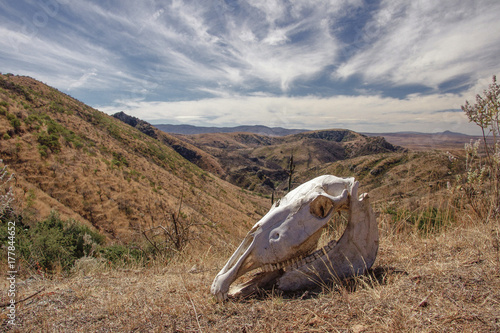 Skull of dead horse in the semi desert of Guanajuato, Mexico photo