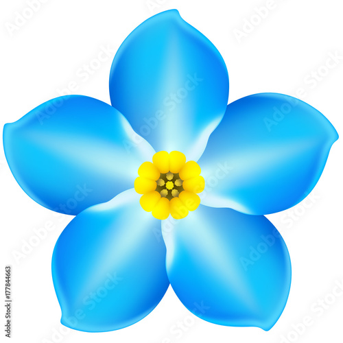 Blue spring flower forget-me-not