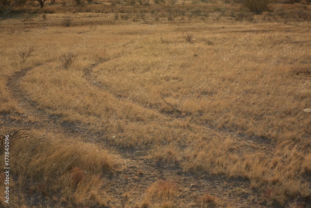 Fototapeta premium desierto de sonora