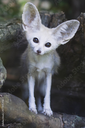 Portrait of a fennec fox