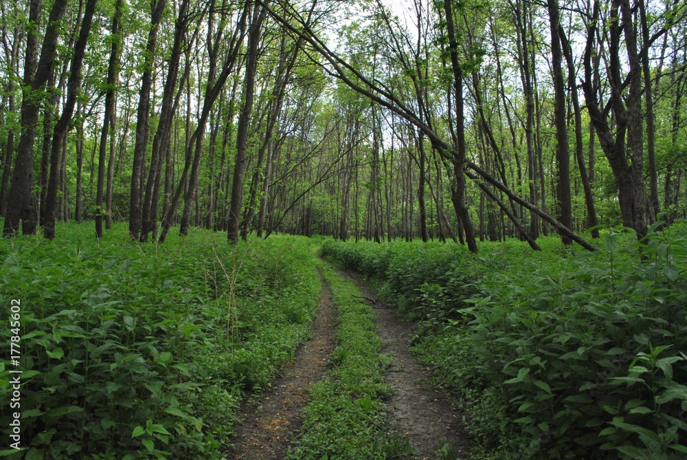 Fototapeta premium Green Forest