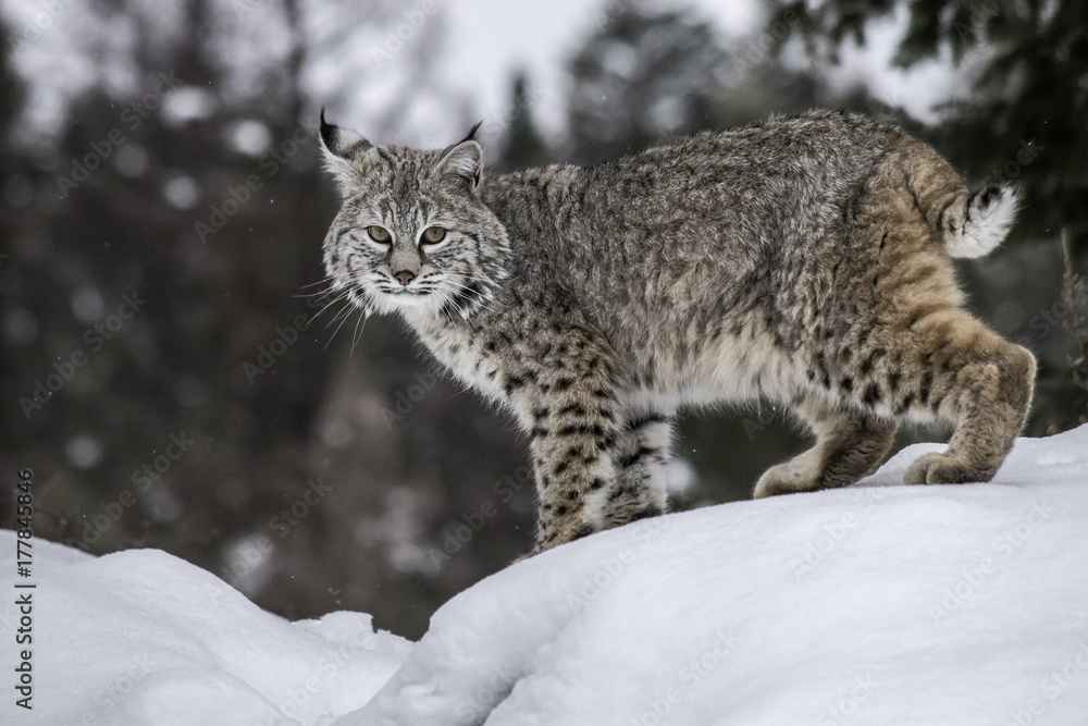 Obraz premium Bobcat