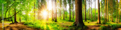 Fototapeta Naklejka Na Ścianę i Meble -  Beautiful forest panorama with big trees and bright sun