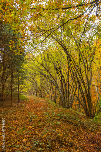 Footpath going through the woods covered in colorful autumn leaves © Neeqolah
