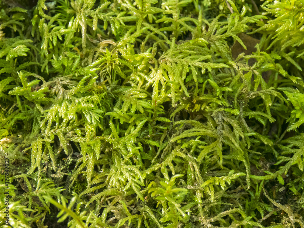 Major moss, fresh and green Major moss, fresh and green